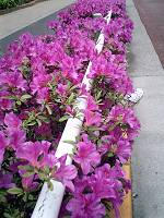 ���H�����̂�