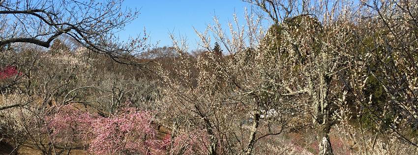 ［社会の窓］梅の花を楽しむ