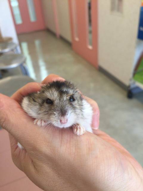 5003　通院（ハムスター）