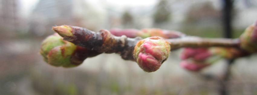 ［社会の窓］春はまだか