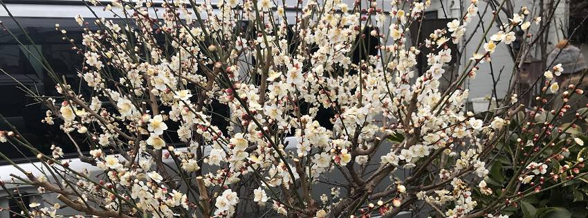 ［社会の窓］目に見える春