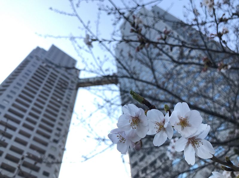 5344　隅田川テラスを歩く