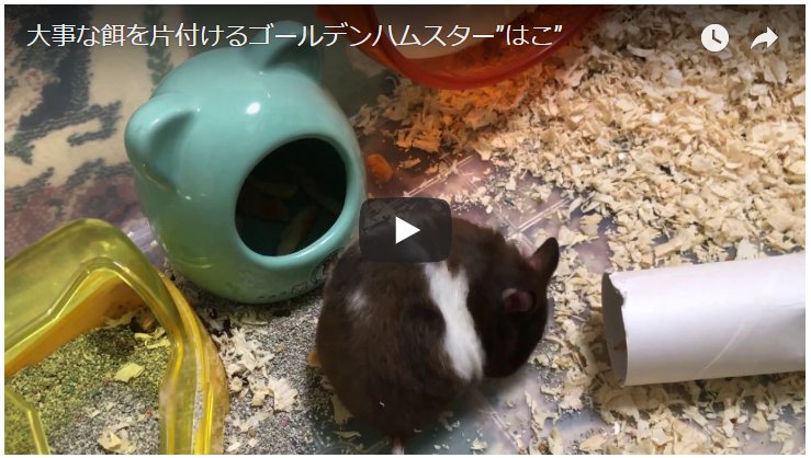 5408　ゴールデンハムスター”はこ”のYouTubeデビュー