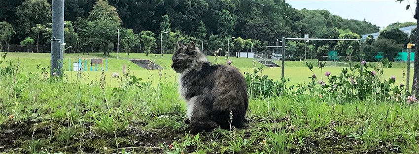 ［社会の窓］たたずむ猫