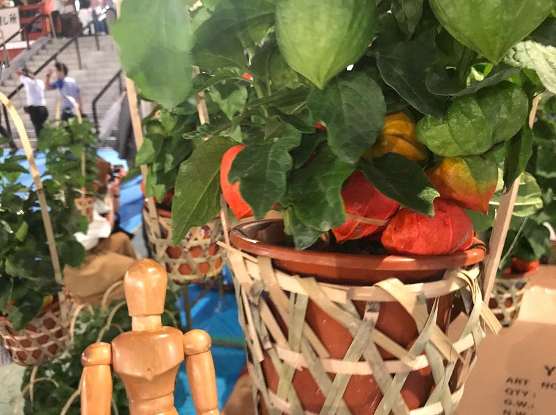 5437　浅草寺のほおずき市を歩く