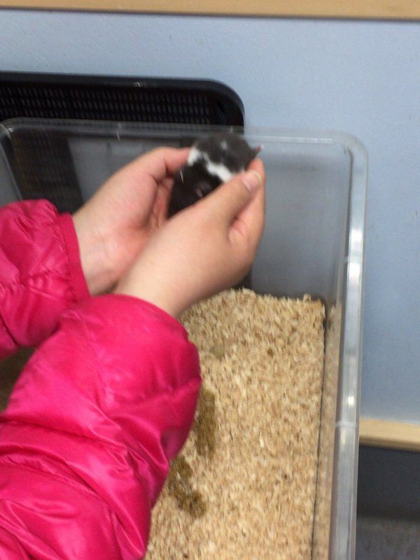 5551　ゴールデンハムスター”ハコ”