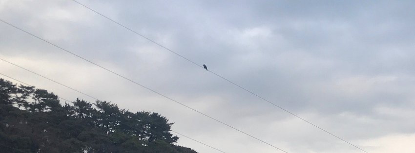 ［社会の窓］一羽の鳥