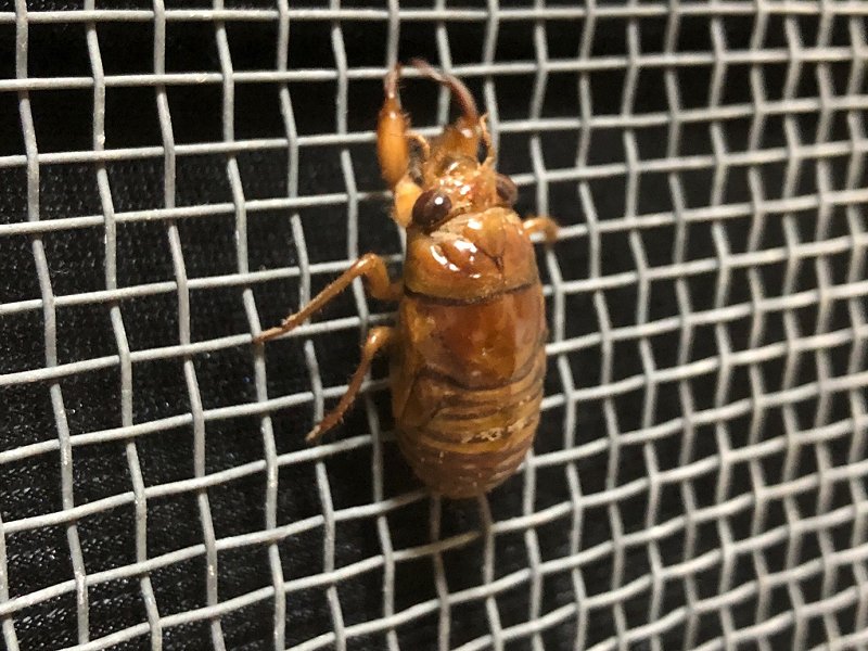 5750　セミの羽化を見る