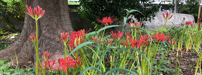 ［社会の窓］いつの間にやらヒガンバナ