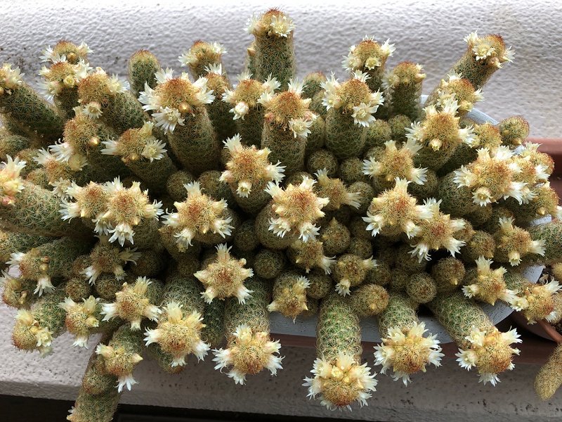 6022　サボテンの花