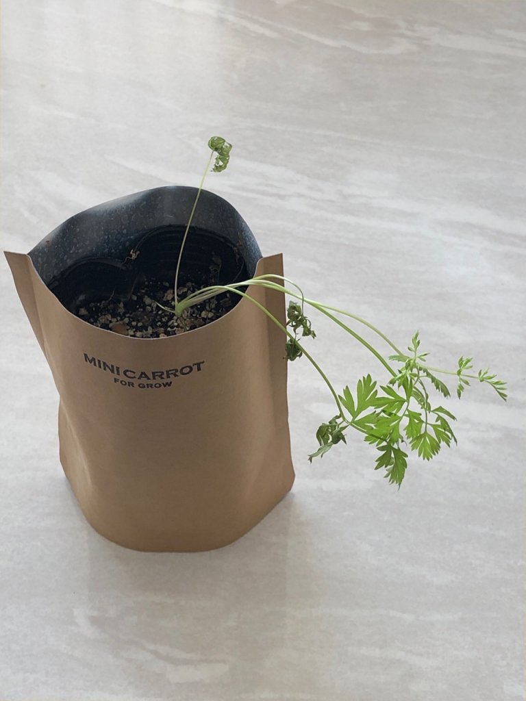 6221　あぁ…ミニキャロットと水草が…