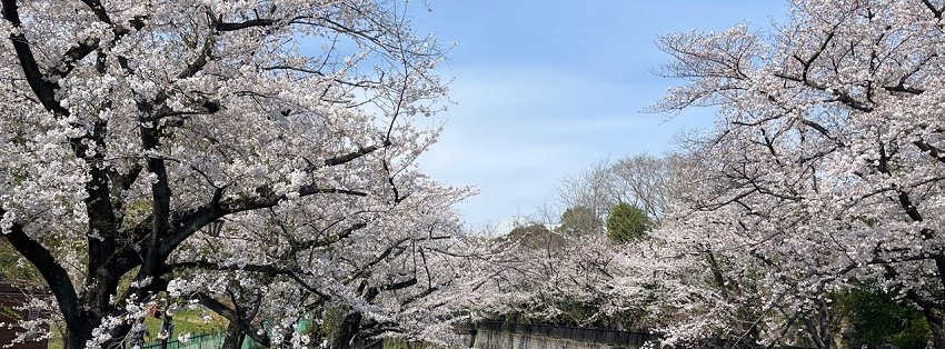 ［社会の窓］桜が満開だけど