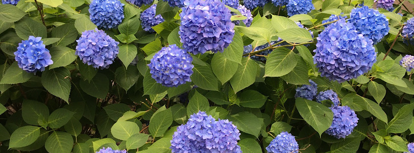 ［社会の窓］ハイドランジア　オタクサ