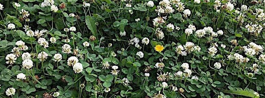 ［社会の窓］シロツメクサ