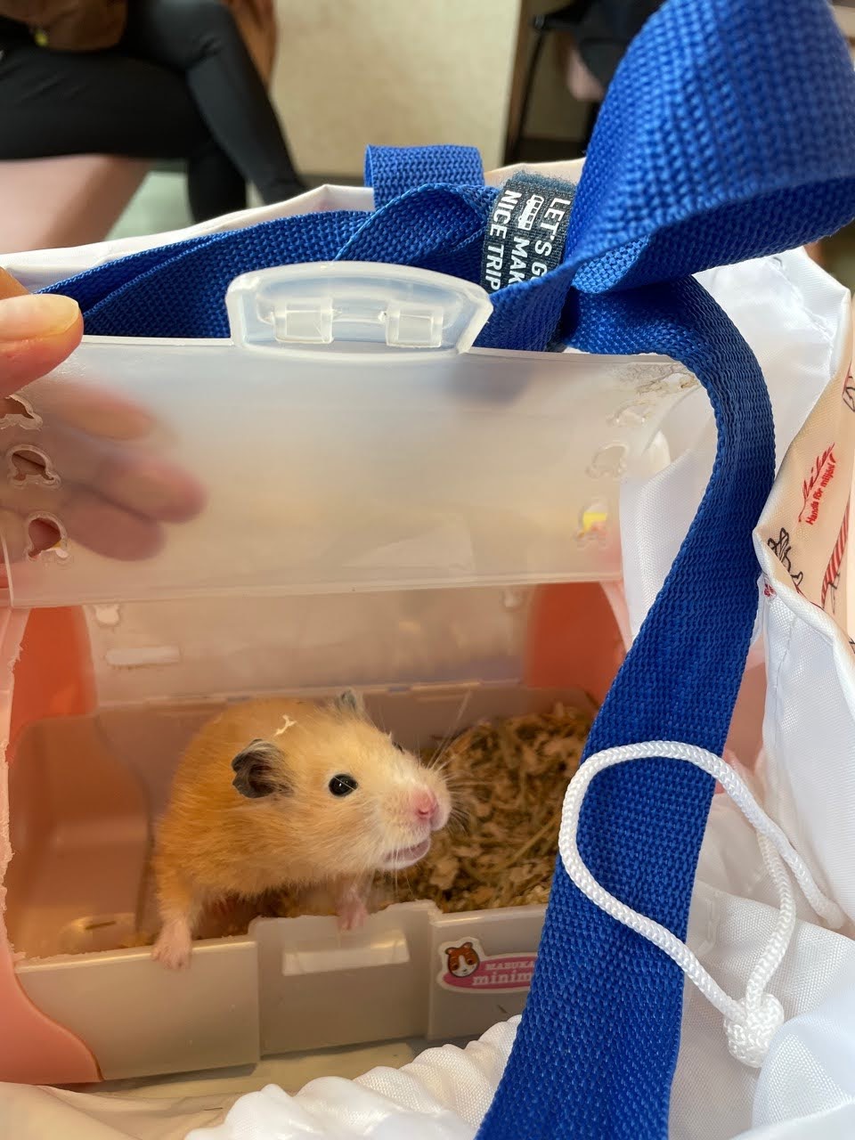 6363　くれまの3週間ぶりの通院