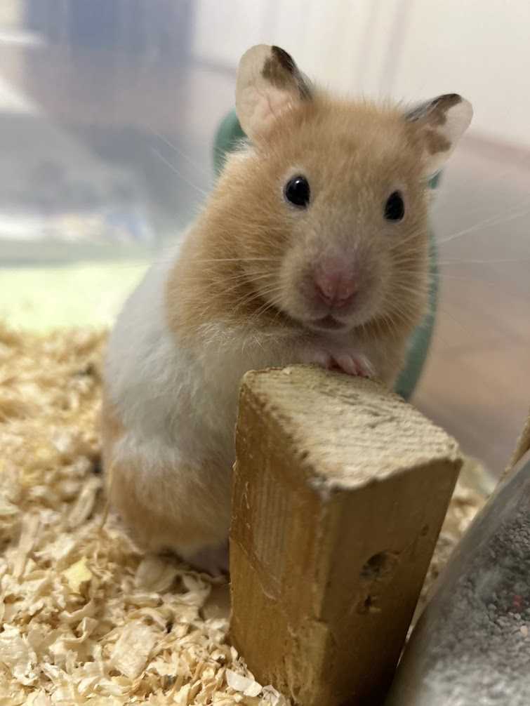 7205　ありがとうみるきぃ