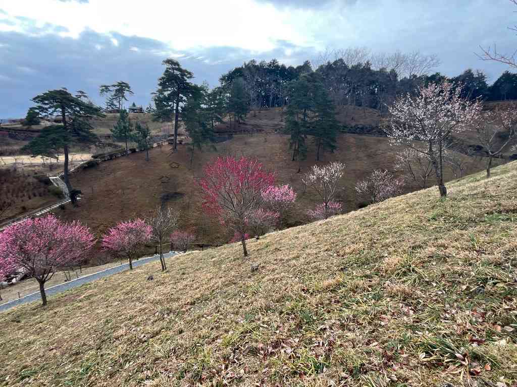 7753　11年ぶりの吉野梅郷へ