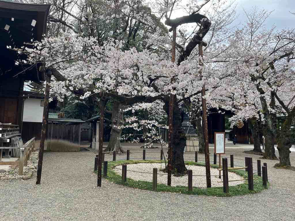 7775　満開の標本木