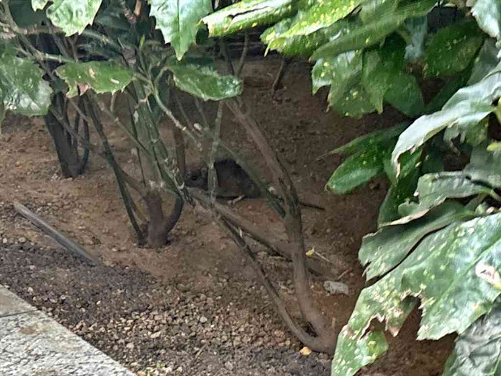 8091　齧歯目贔屓