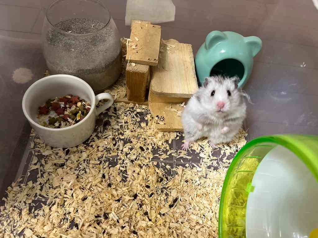 8110　さよならけりぃ